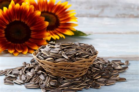 great benefits  sunflower seeds big