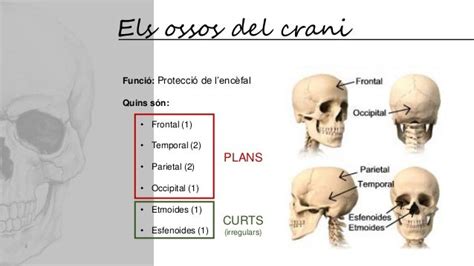 el crani