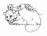 Possum Coloring Opossum Pages Colouring Glider Sugar Color Family Printable Magic Getcolorings Getdrawings Comments Hanging Print Coloringhome sketch template