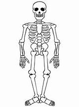 Humano Skelet Esqueleto Scheletri Scheletro Articulaciones Skeletten Corpus Bezoeken Esqueletos Tekening Zoeken Volwassene sketch template