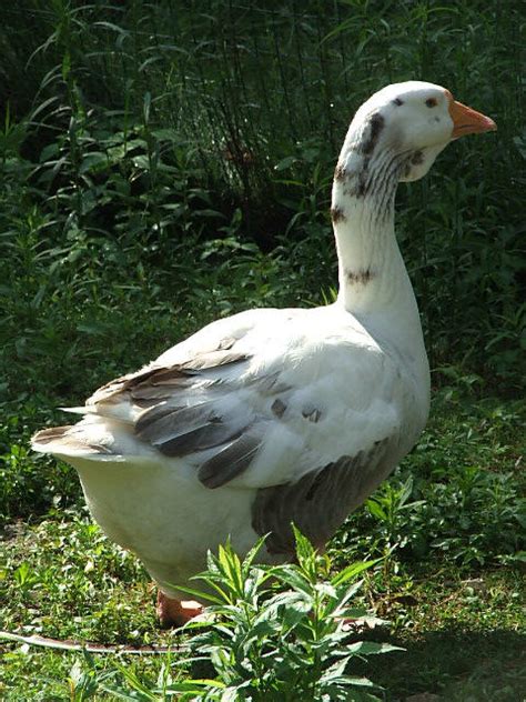 majestic waterfowl sanctuary breed and gender