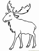 Moose Coloring Printable Eurasian Elk Pages Color Animals sketch template