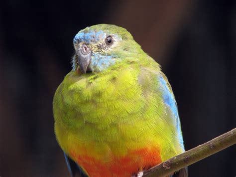 potentially  risk  orange bellied parrots population topped