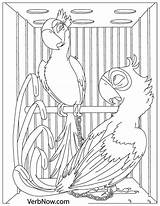 Parrot Parrots sketch template