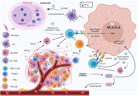frontiers interaction  modern radiotherapy  immunotherapy