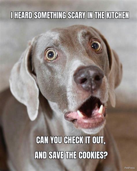 scared dog memes  hilarious reactions petpress