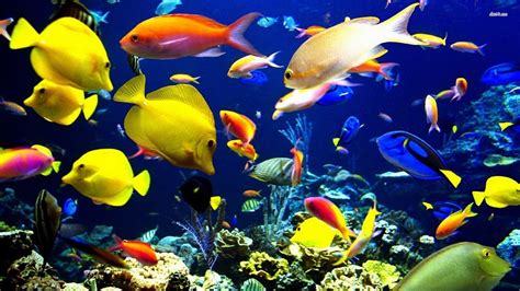 freshwater fish aquarium tropical fish  ht babytv youtube
