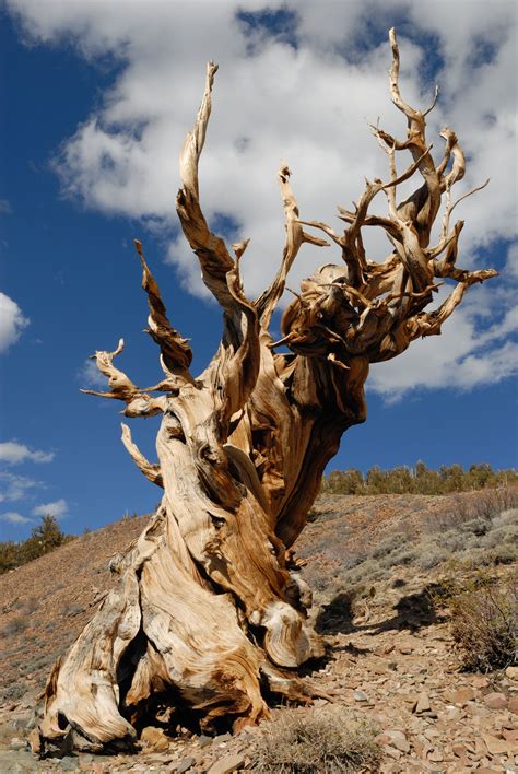 read  rings  oldest living tree tells  collectors weekly
