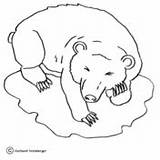 Urso Orso Hibernating Contorno Supercoloring Stampare sketch template