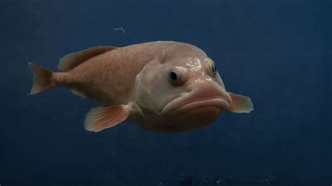 eat blobfish     taste american oceans
