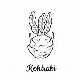 Kohlrabi sketch template
