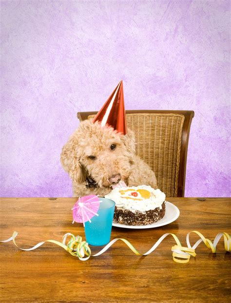 birthday cake recipes  dogs  fido  flip  dog cake