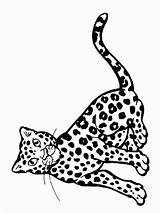 Desenhos Colorir Leopardos Leopardo sketch template