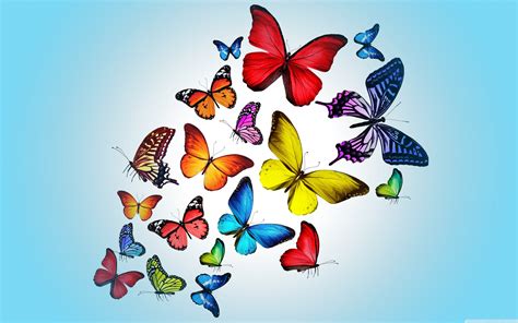 Butterfly Images Hd Wallpaper Download Cogo Photography