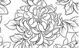 Chrysanthemum Flower Drawing Printable Flowers Getdrawings Coloring sketch template