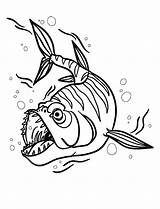 Barracuda Piranha sketch template