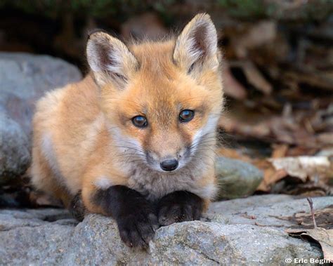 red fox pup wild      hicking today   flickr