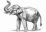Malvorlage Elefant Indischer Elephant sketch template