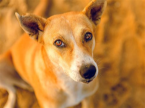 dog varieties images     answer  ubiquitous question