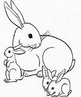 Conejo Conejos Dibujo Conejitos Colorearimagenes Dibujosparacolorear Hermoso sketch template