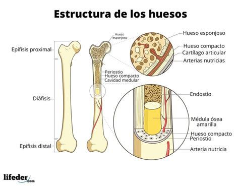 sistema oseo  es funciones partes principales huesos