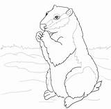 Coloring Woodchuck Ground Squirrel Pages Groundhog Groundhogs Standing Color Printable Supercoloring sketch template