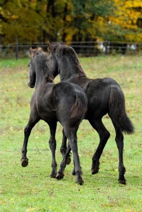 friesian horse images  pinterest friesian horse beautiful horses  black horses