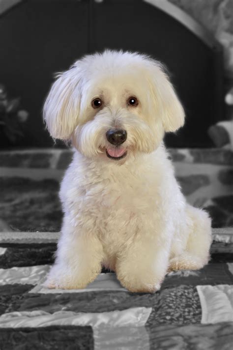 dog white fluffy puppy  stock photo public domain pictures