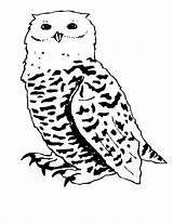 Owl Coloring Pages Snowy Printable Easy Owls Snow Bird Face Color Print Getcolorings Adult Fresh Getdrawings Search Birds Template Colorings sketch template