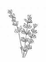 Lavender Colornimbus sketch template