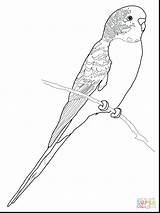 Coloring Budgie Pages Parrot Budgerigar Printable Perruche Coloriage Bird Print Supercoloring Colouring Drawing Imprimer Adult Parakeet Budgerigars Color Click Parrots sketch template