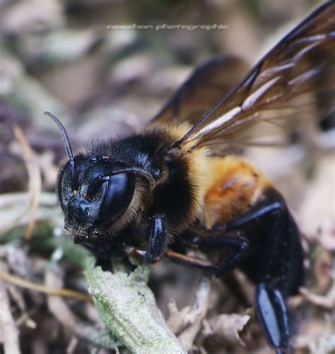 A Black Yellow Wasp ~ Weird And Wonderful News Library