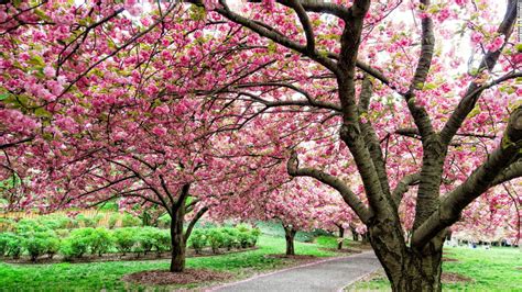 cherry blossom festivals a rite of spring