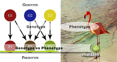 difference between genotype and phenotype biomadam