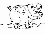 Coloring Mud Pig Choose Board Colouring Pages sketch template