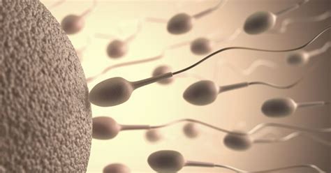 everything you need to know about sperm including male fertility and