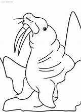 Walrus Coloring Pages Printable Sheets Kids Cool2bkids Getdrawings Getcolorings Color sketch template