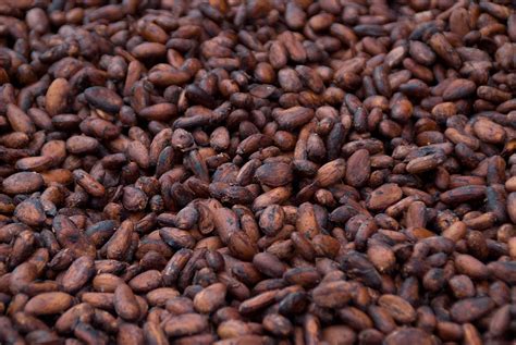 raw cacao beans ecuadorian nacional arriba atelier yuwaciaojp