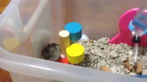 russian dwarf hamster youtube