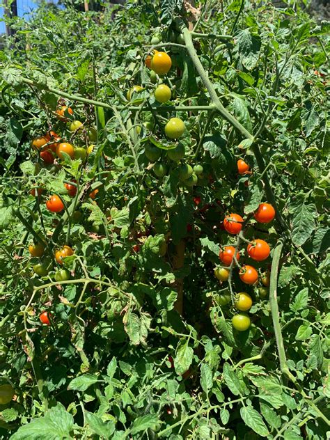 large red cherry tomato seeds indeterminate  seeds etsy