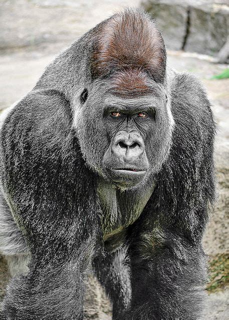 silverback cute animals animals beautiful animals