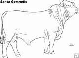 Angus Beef Cattle Bull Hereford sketch template