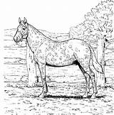 Coloring Horse Pages Printable Appaloosa Horses Realistic Kids Colouring Template Bestappsforkids Fun sketch template