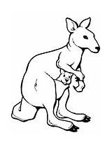 Kangaroo Joey Coloring Red Pouch sketch template