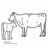 Cow Calf Angus Coloring Pages Cows Color Calves Cattle Line Sheep Drawings Drawing Own Cartoon Kids Farm sketch template