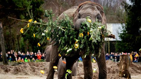 dieren  safaripark beekse bergen krijgen speciale kerstmaaltijd omroep brabant