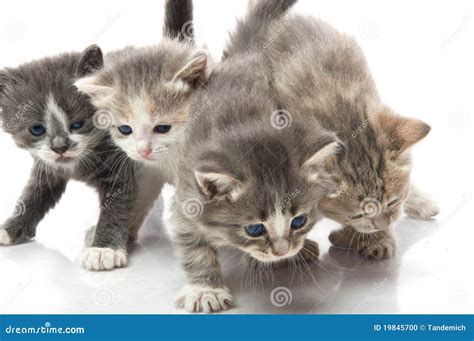 small cute kitten stock photo image