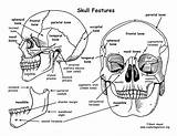 Skull Bones Anatomy Coloring Pages Cranium Human Face Features Printable Drawing Sheet Book Bony Exploringnature Physiology Pdf Rib Worksheet Skeleton sketch template