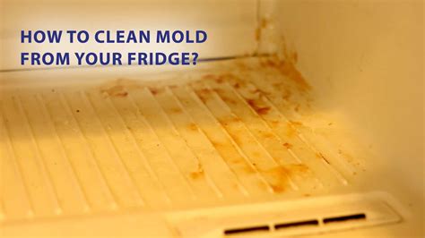 clean mold   fridge wd  india