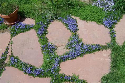 ground cover plants  replace  grass lawn insteading